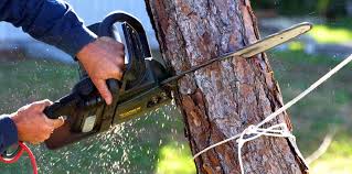 Best Tree Maintenance Programs  in Silverdale, WA