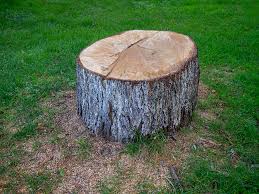 Best Tree Removal  in Silverdale, WA