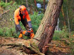  Silverdale, WA Tree Care Pros