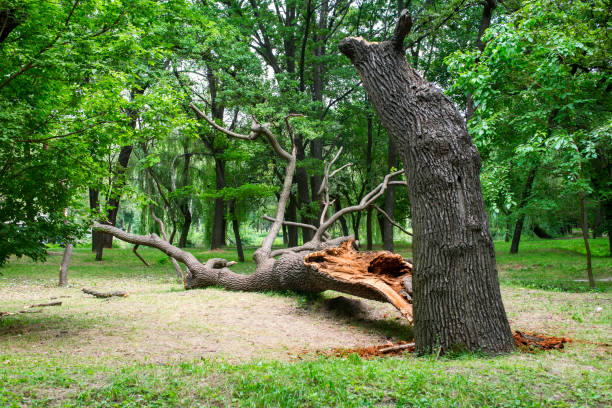 Professional Tree Care in Silverdale, WA