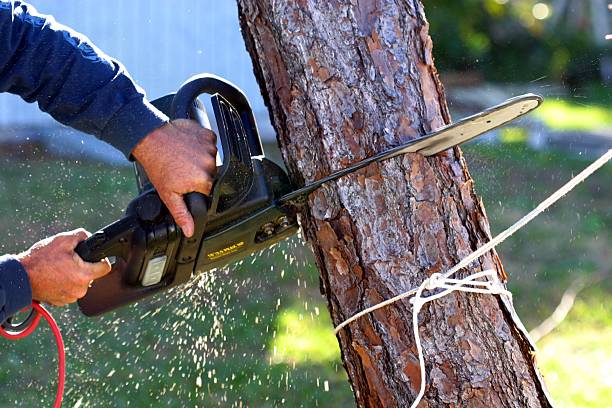 Best Tree Trimming and Pruning  in Silverdale, WA