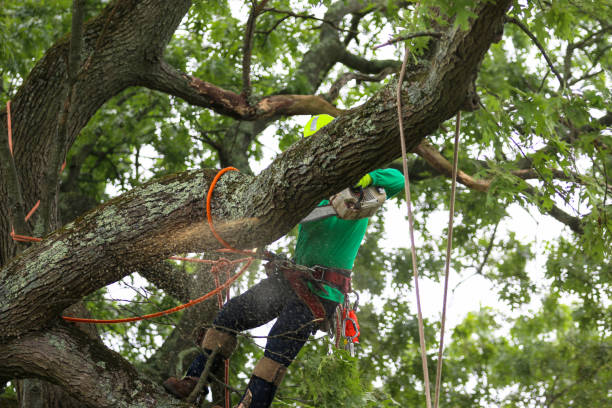 Best Storm Damage Tree Cleanup  in Silverdale, WA