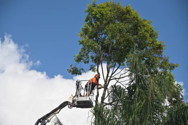Best Palm Tree Trimming  in Silverdale, WA