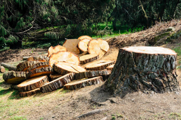 Best Firewood Processing and Delivery  in Silverdale, WA